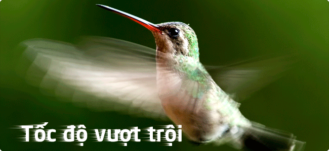 Giá cà phê trực tuyến nhanh nhất